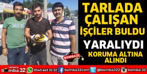 TARLADA İŞÇİLERİN YARALI BULDUĞU DELİCE DOĞAN KORUMAYA ALINDI