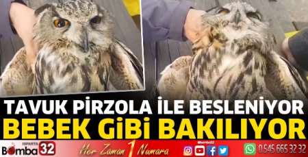 Tavuk pirzola ile besleniyor