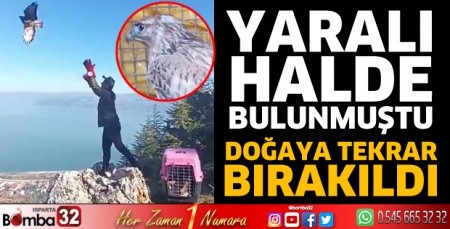 Tedavisi yapılan kızıl şahin doğaya salındı