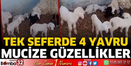 Tek seferde 4 yavru