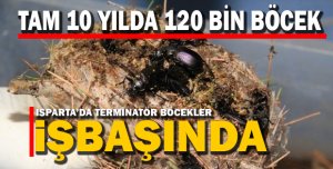 Terminatör Böcekler İşbaşında
