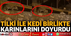 Tilki ile kedi karnını doyurdu