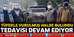 Tüfekle vurulan yaban domuzu korumaya alındı