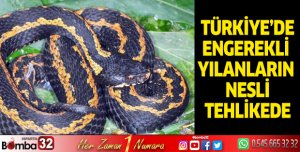 Türkiye'de Engereklerin Nesli Tehlikede