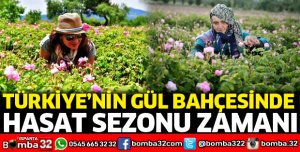 Türkiye'nin gül bahçesinde hasat sezonu zamanı