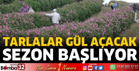 Türkiye'nin gül bahçesinde hasat yaklaşıyor