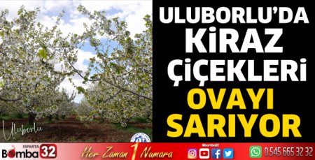 Uluborlu'da kiraz çiçekleri ovayı sarıyor