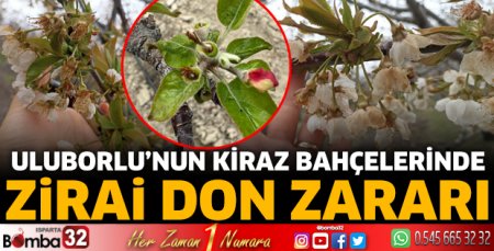 Uluborlu'nun kiraz bahçelerine zirai don zararı