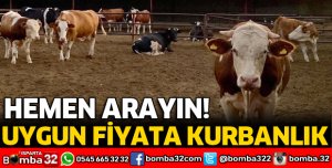UYGUN FİYATA KURBANLIK