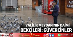 Valilik Meydanının Daimi Bekçileri: Güvercinler