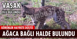 VAŞAK ÖLÜ BULUNDU!