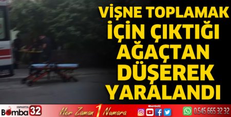 Vişne toplamak için çıktığı ağaçtan düşerek yaralandı