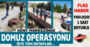 YABAN DOMUZU OPERASYONU