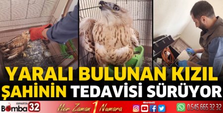 Yaralı bulunan kızıl şahinin tedavisi sürüyor