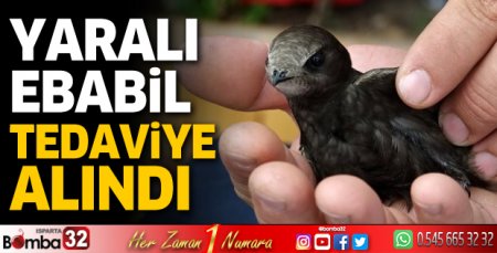 Yaralı ebabil tedaviye alındı