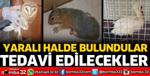 YARALI HALDE BULUNAN HAYVANLAR TEDAVİYE ALINDI