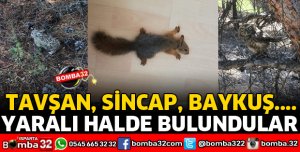 YARALI HAYVANLAR TEDAVİLERİNİN ARDINDAN DOĞAYA BIRAKILDI