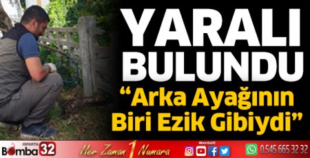 Yaralı sansar korumaya alındı