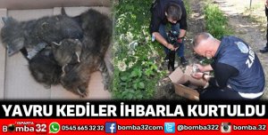 Yavru kediler ihbarla kurtuldu