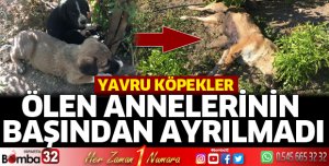 Yavru köpekler ölen annelerinin başından ayrılmadı