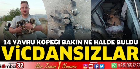Yavru köpekleri bakın ne halde buldu