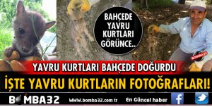YAVRU KURTLARI BAHÇEDE DOĞURDU