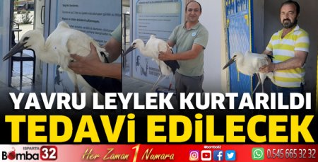 Yavru leylek kurtarıldı
