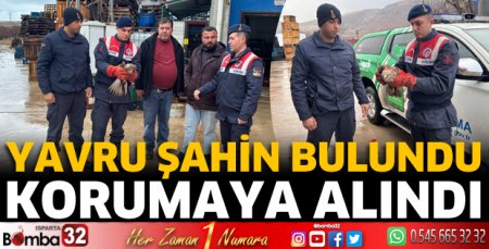 Yavru şahin bulundu 