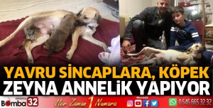 Yavru sincaplara, köpek Zeyna annelik yapıyor