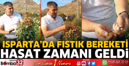 Yer fıstığı hasadı başladı