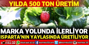 YILDA 500 TON ÇİLEK ÜRETİMİ YAPILIYOR