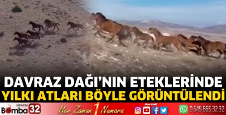 Yılkı atları böyle görüntülendi