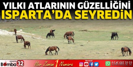 Yılkı atlarının güzelliğini Isparta'da seyredin