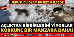 YİNE ÇÖPLÜK YİNE ÖLÜ HALDE BULUNAN KÖPEKLER
