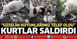 YİNE KURTLAR SALDIRDI