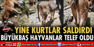 YİNE KURTLAR SALDIRISI
