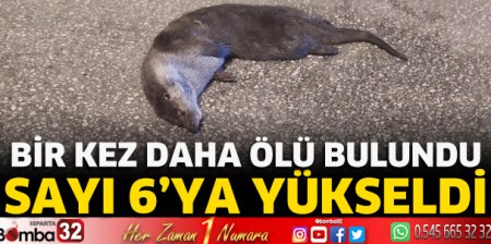 Yine su samuru ölü bulundu 