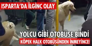 YOLCU GİBİ BİNDİ!