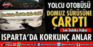 YOLCU OTOBÜSÜ DOMUZ SÜRÜSÜNE ÇARPTI