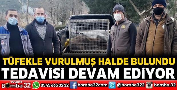 Tüfekle vurulan yaban domuzu korumaya alındı