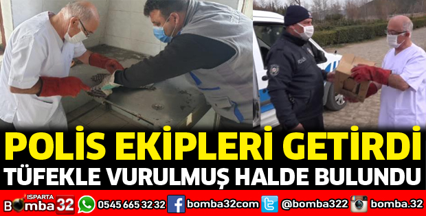 Tüfekle vurulan yaralı atmaca tedaviye alındı
