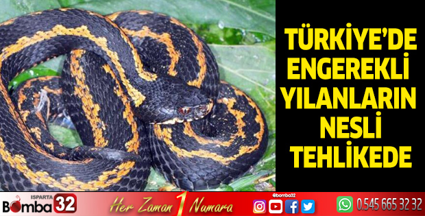 Türkiye'de Engereklerin Nesli Tehlikede