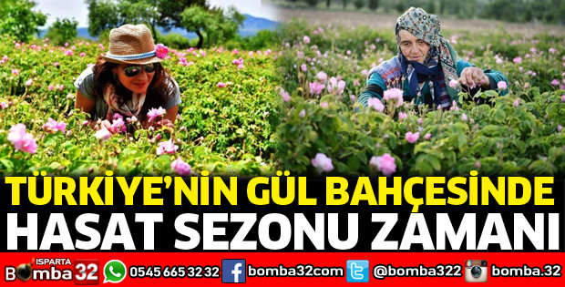 Türkiye'nin gül bahçesinde hasat sezonu zamanı