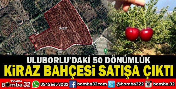 ULUBORLU’DA KİRAZ BAHÇESİ SATILIĞA ÇIKIYOR 