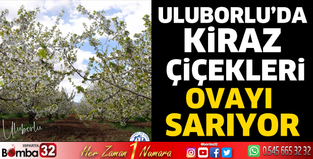 Uluborlu'da kiraz çiçekleri ovayı sarıyor