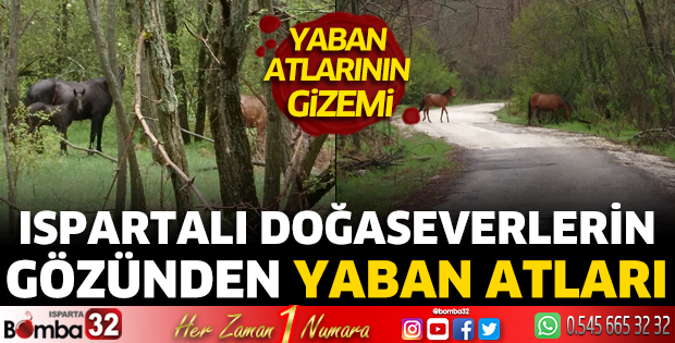 Yaban atlarının gizemi