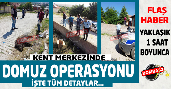 YABAN DOMUZU OPERASYONU