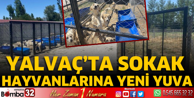 Yalvaç’ta sokak hayvanlarına yeni yuva