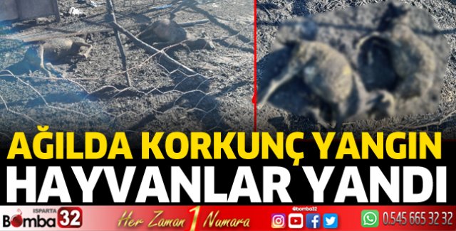 Yangında hayvanlar telef oldu 