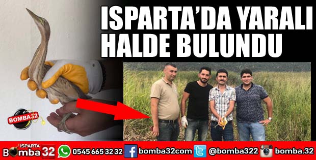 YARALI KÜÇÜK BALABAN KUŞU TEDAVİSİNİN ARDINDAN DOĞAYA BIRAKILDI